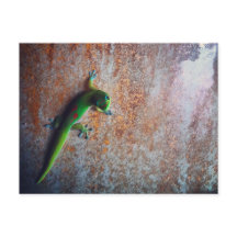 Carte postale Green Gecko