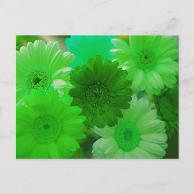 Carte postale Green Gerbera Daisy (Devant)