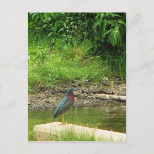 Carte postale Green Heron