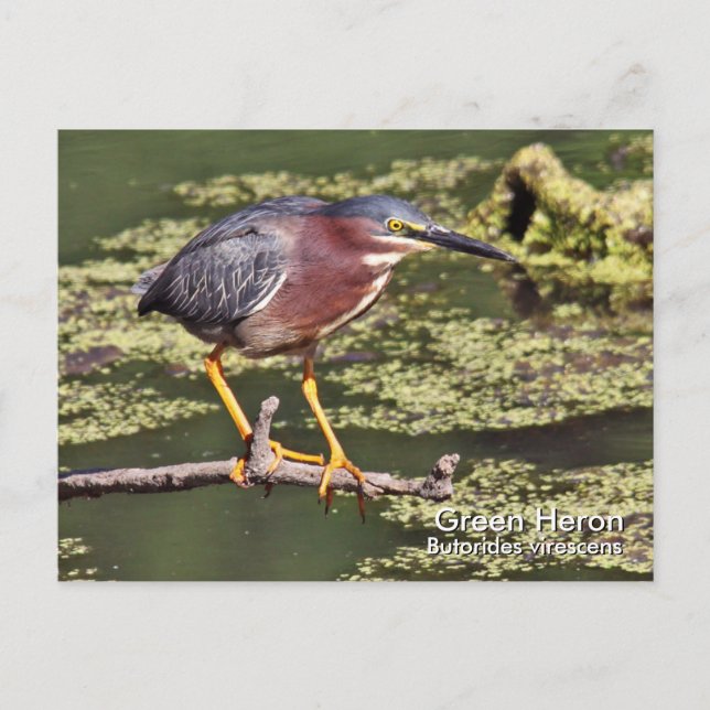 Carte postale Green Heron (Devant)