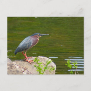 Carte postale Green Heron
