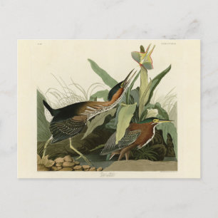 Carte Postale Green Heron, les oiseaux d'Amérique de John James