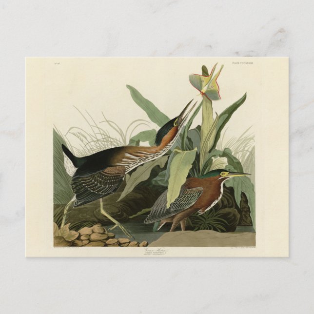 Carte Postale Green Heron, les oiseaux d'Amérique de John James  (Devant)