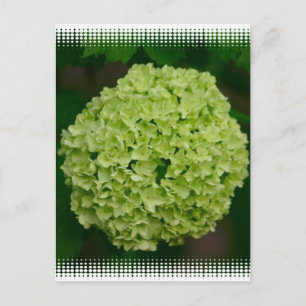 Carte postale Green Hydrangea