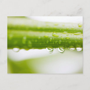 Carte Postale Green leaves background