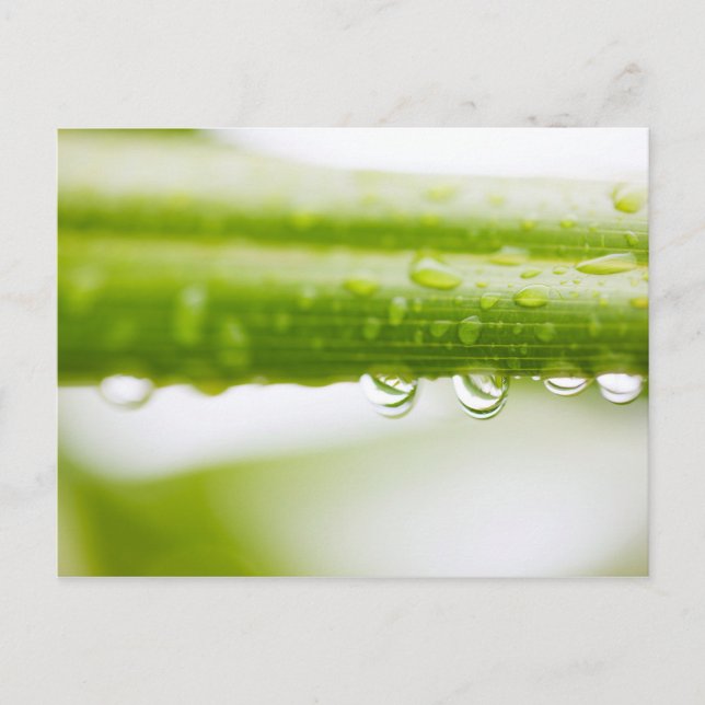 Carte Postale Green leaves background (Devant)