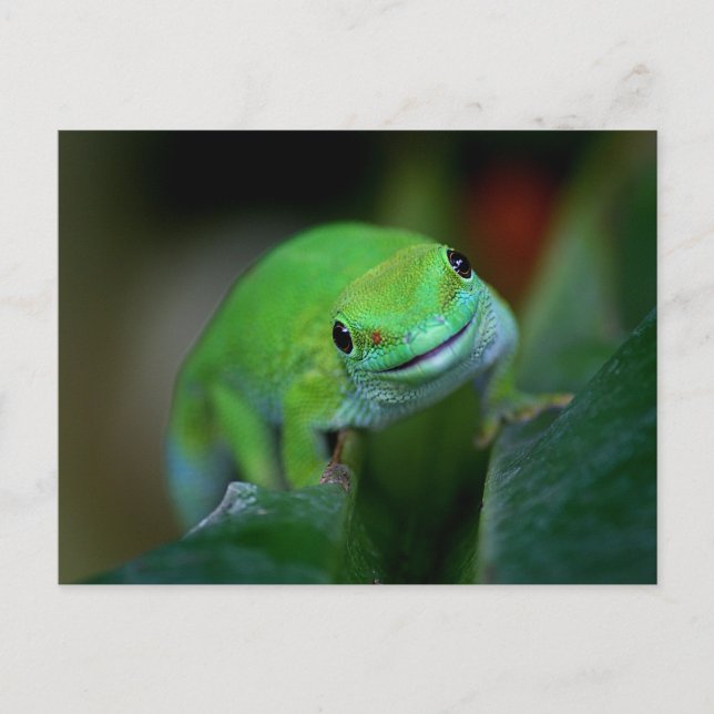 Carte Postale Green Madagascar Day Gecko (Devant)
