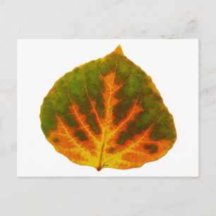 Carte Postale Green Orange & Yellow Aspen Leaf #1