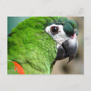 Carte postale Green Parrot