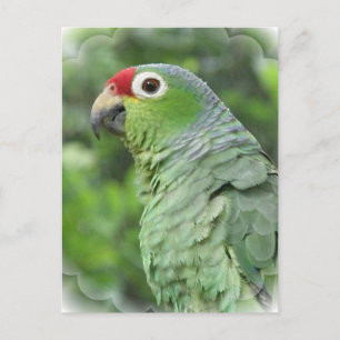 Carte postale Green Parrot