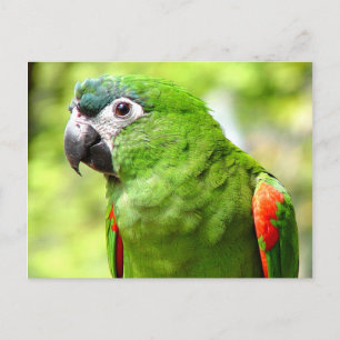 Carte postale Green Parrot 2
