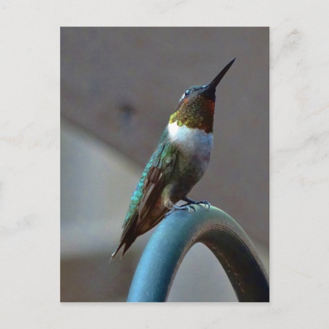 Carte Postale Green ruby little hummingbird (Devant)