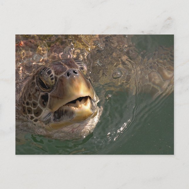 Carte postale Green Sea Turtle (Devant)