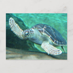 Carte postale Green Sea Turtle