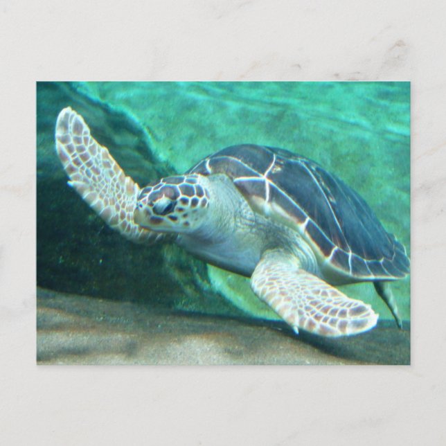 Carte postale Green Sea Turtle (Devant)