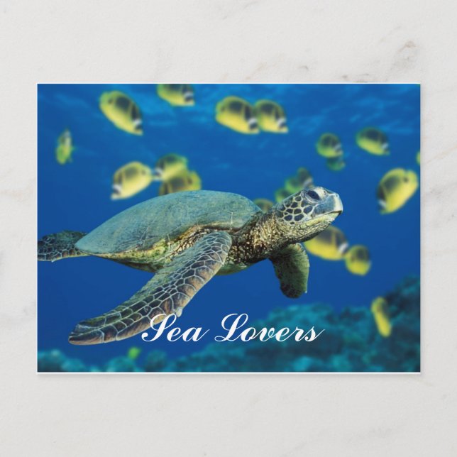 Carte postale Green Sea Turtle (Devant)