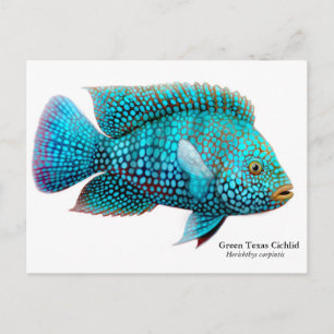 Carte postale Green Texas Cichlid