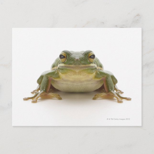Carte Postale Green tree frog (Hylidae cinerea) (Devant)
