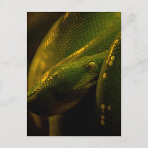 Carte Postale green tree python eye
