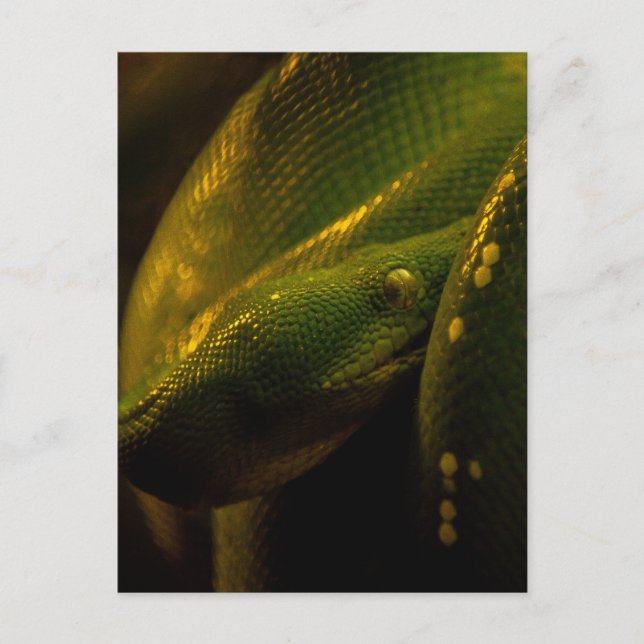 Carte Postale green tree python eye (Devant)