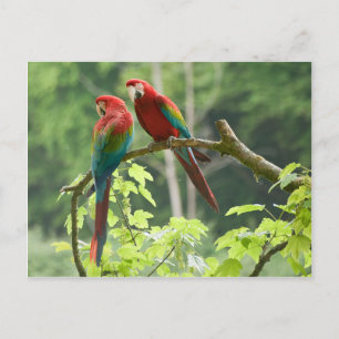 Carte Postale Green Winged Macaws