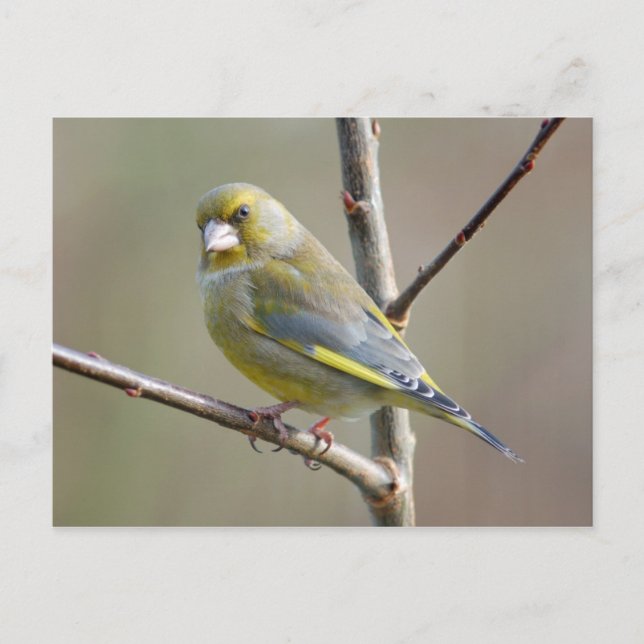 Carte postale Greenfinch (Devant)