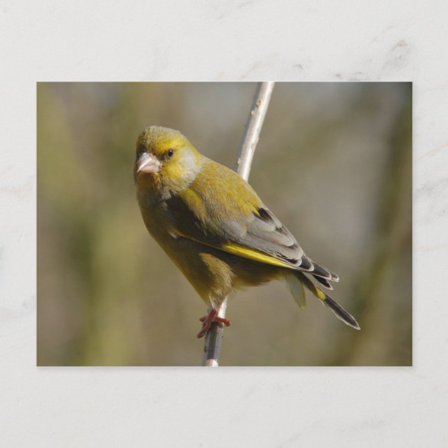 Carte postale Greenfinch (Devant)