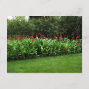 CARTE POSTALE ~ GREENHOUSE PLANTES JARDIN OUVERT A