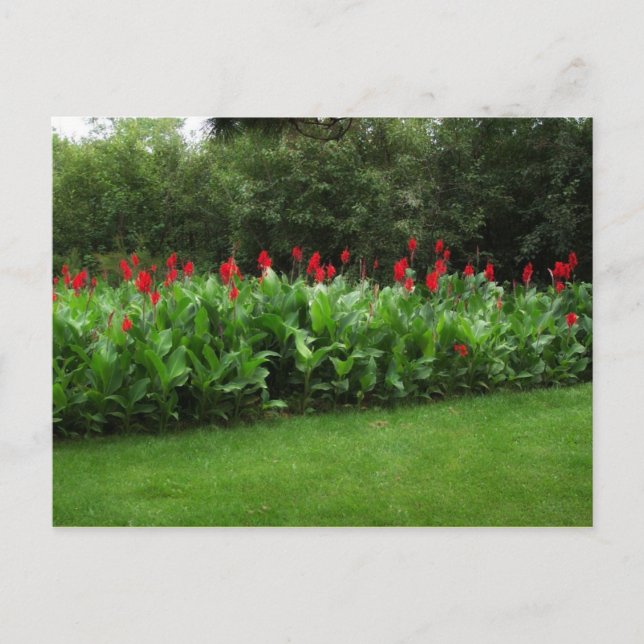 CARTE POSTALE ~ GREENHOUSE PLANTES JARDIN OUVERT A (Devant)