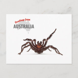 Carte Postale Greetings From Australia - Funnel-Web Spider