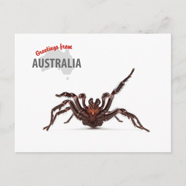 Carte Postale Greetings From Australia - Funnel-Web Spider (Devant)