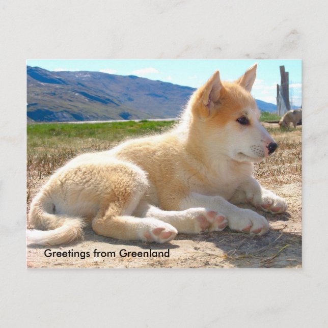 Carte Postale Greetings from Greenland 12 (Devant)