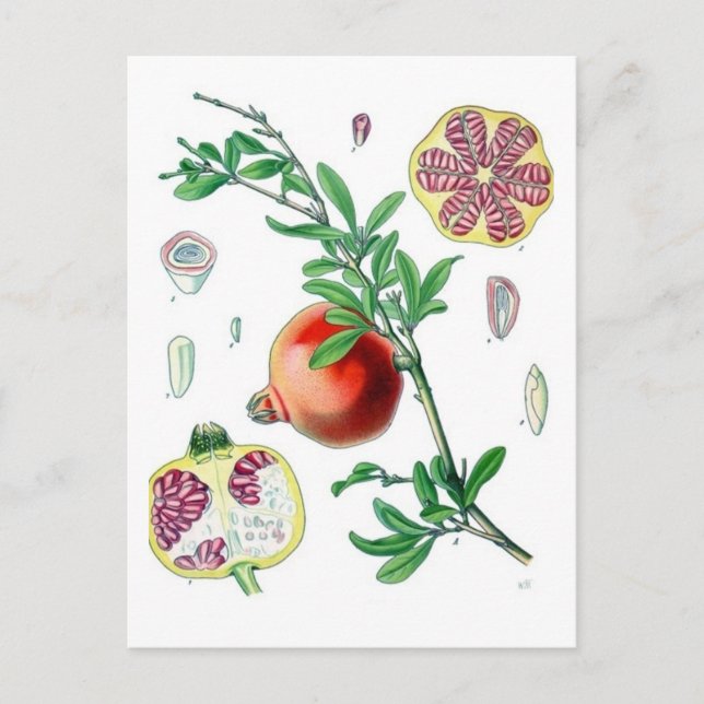 Carte Postale Grenade (Devant)