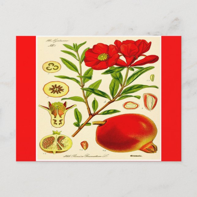 Carte Postale Grenade (Devant)