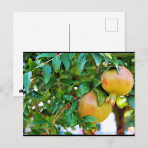 Carte Postale Grenades d'automne