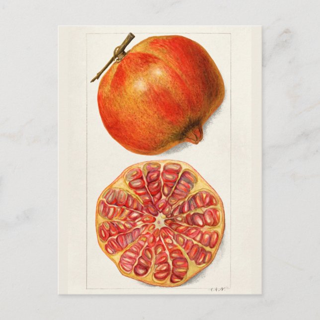 Carte Postale Grenades (Punica Granatum) Peinture de fruits (Devant)