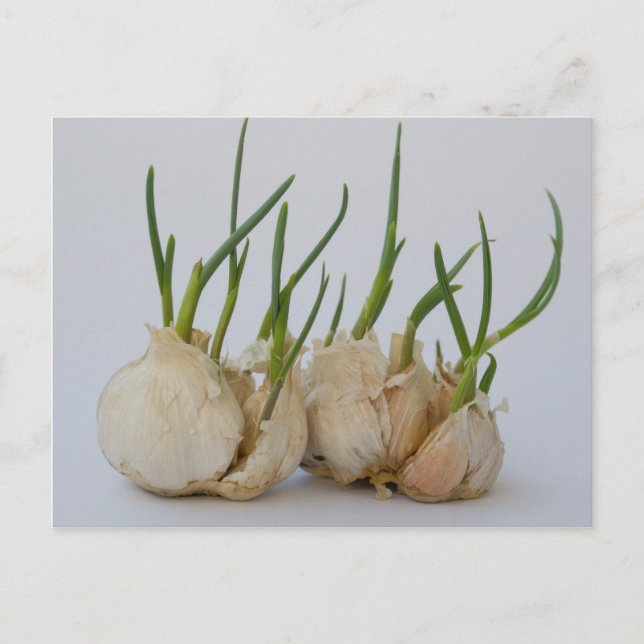 Carte Postale grenaille (Devant)