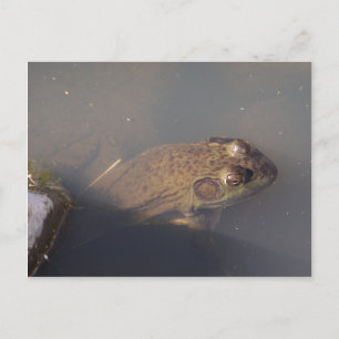 Carte Postale grenouille