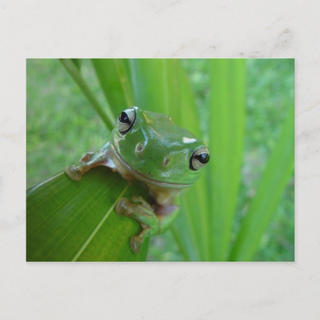 Carte Postale Grenouille (Devant)