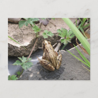 Carte Postale Grenouille