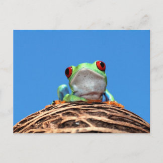 Carte Postale grenouille