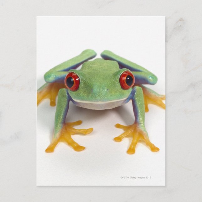 Carte Postale Grenouille (Devant)