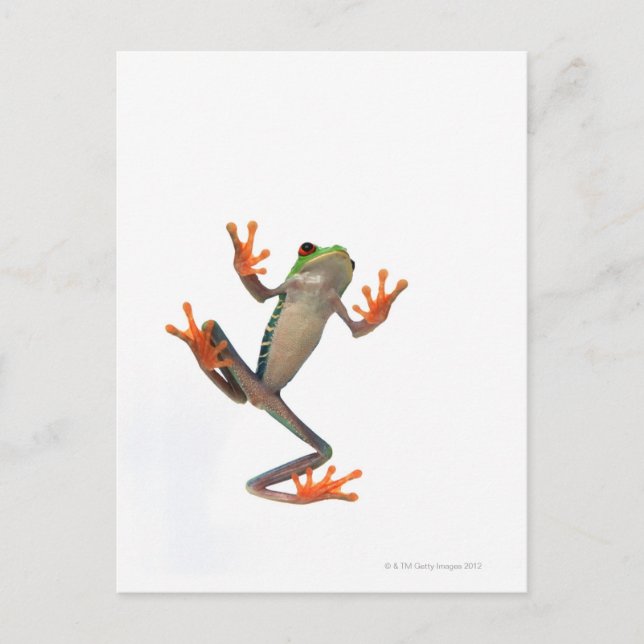 Carte Postale Grenouille (Devant)