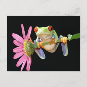Carte Postale grenouille