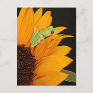 Carte Postale grenouille