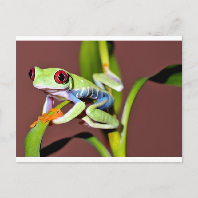 Carte Postale grenouille (Devant)