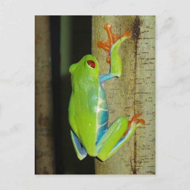 Carte Postale grenouille (Devant)