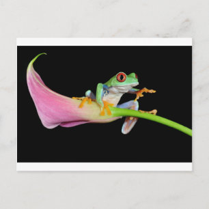 Carte Postale grenouille