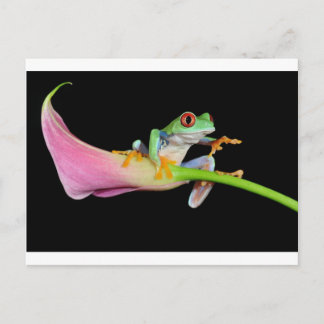 Carte Postale grenouille