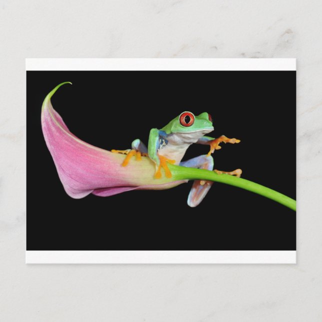 Carte Postale grenouille (Devant)